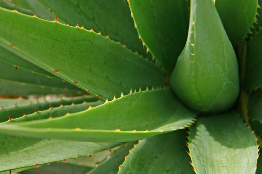 The Amazing Benefits of Aloe Vera for Hair and Skin