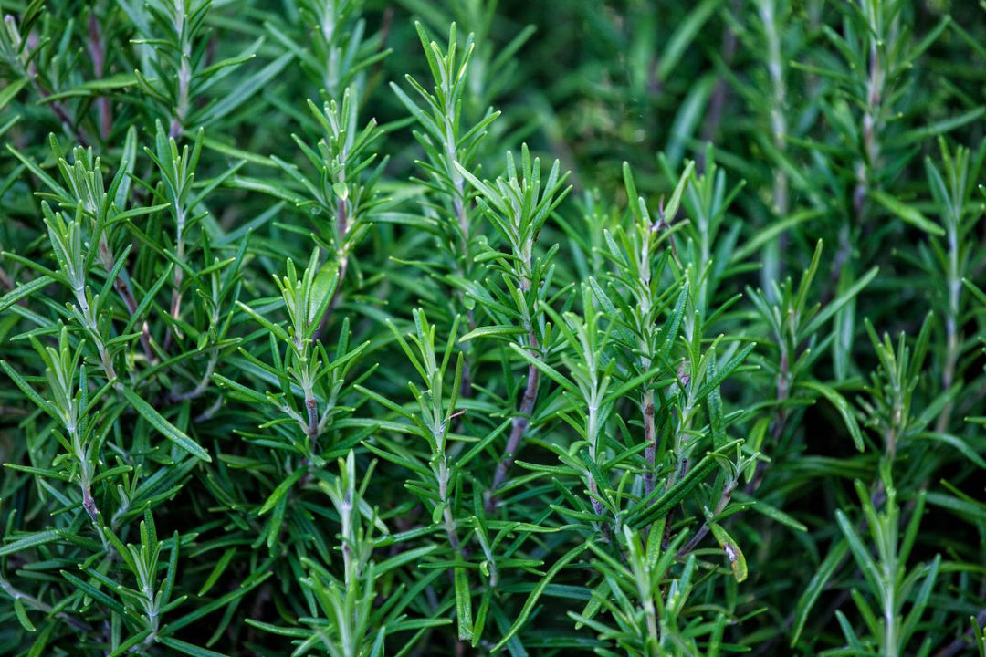 Rosemary Oil: Powerful Benefits for Hair and Skin Care