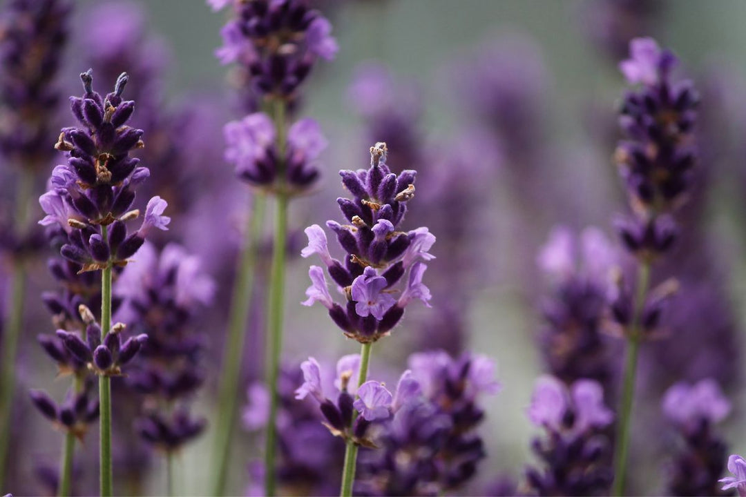 The Benefits of Lavender Oil for Hair and Skin Care