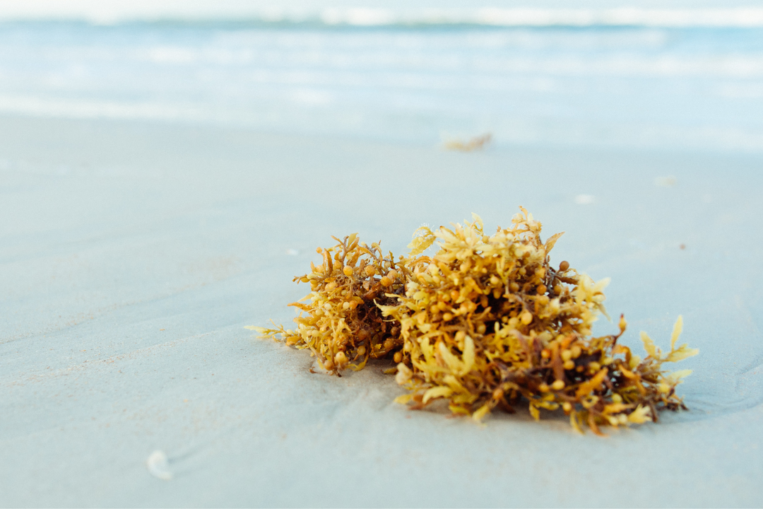 Benefits of Seaweed For Your Skin and Strands