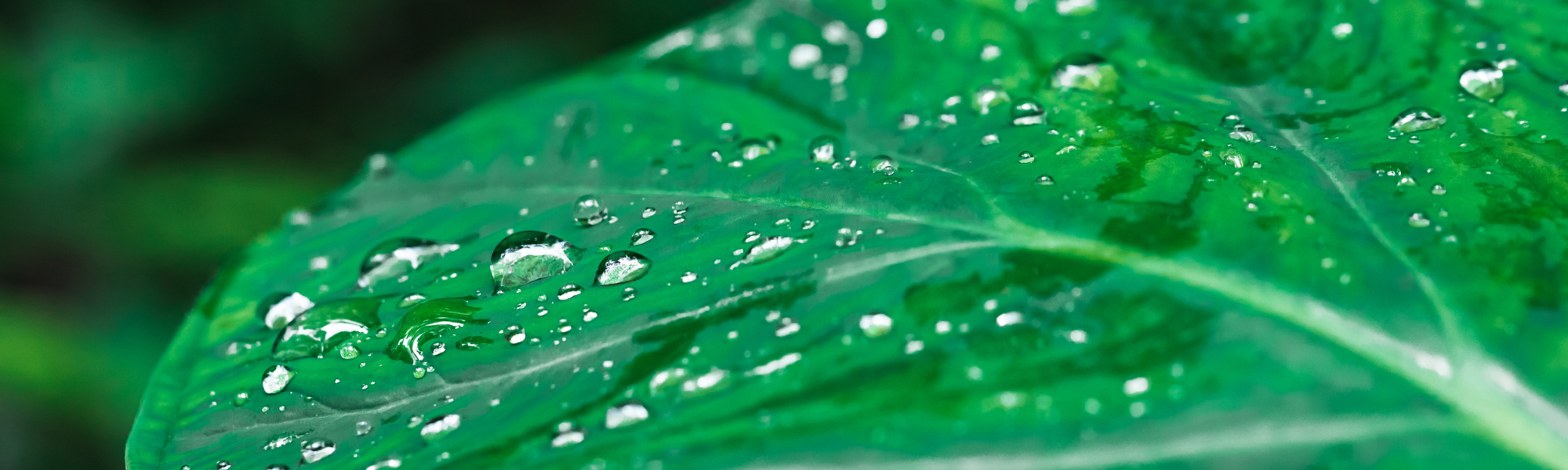 Fresh and natural ingredients used in our products