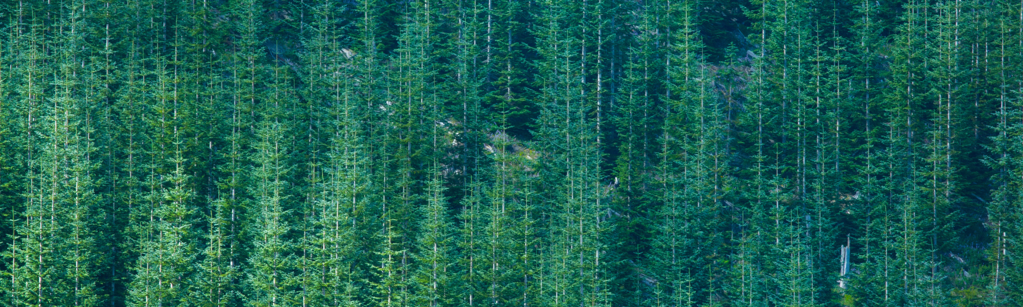 superfood formulations plant-powered, regenerative, organic