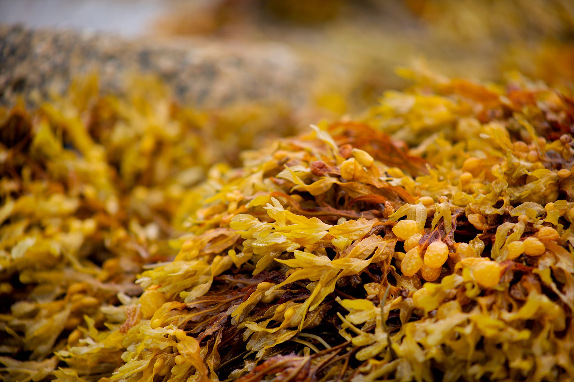 Yellow and brown seaweed used as an ingredient in our products